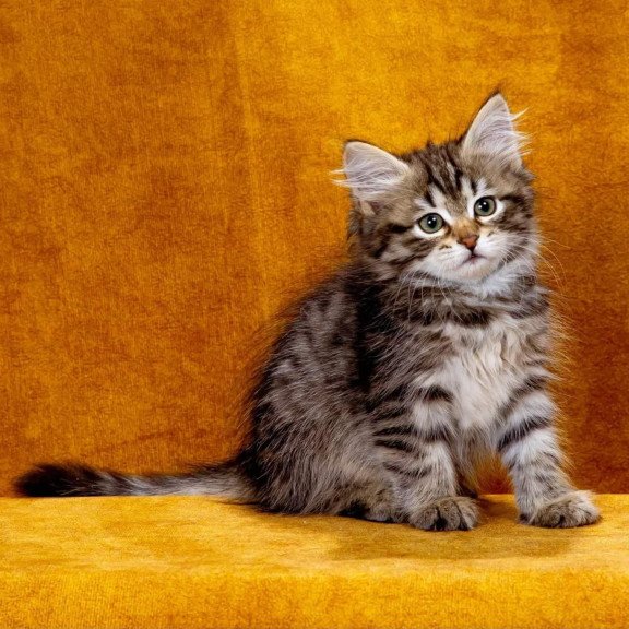 Siberian NOV Katya