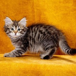 Siberian NOV Katya