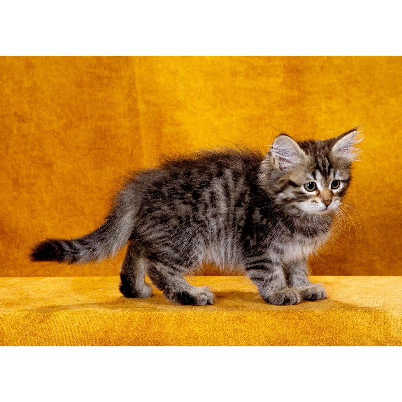 Siberian NOV Katya