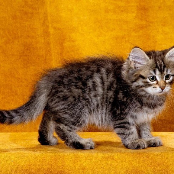 Siberian NOV Katya