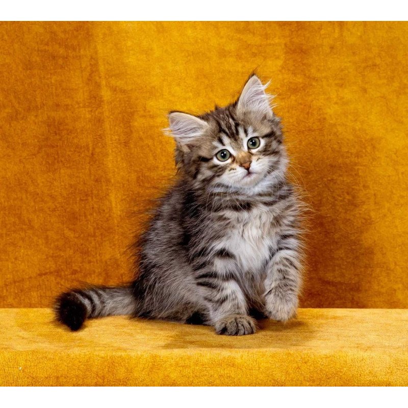 Siberian NOV Katya