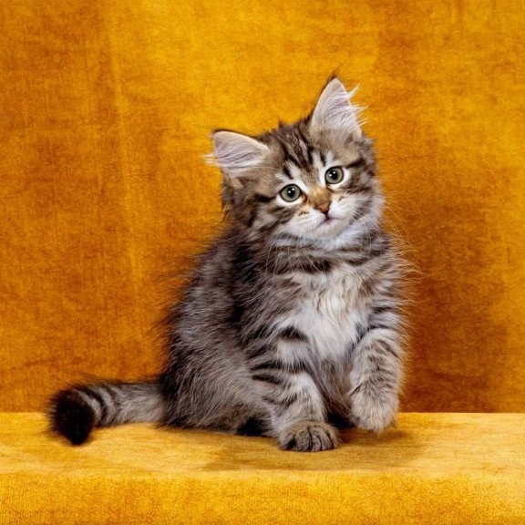 Siberian NOV Katya