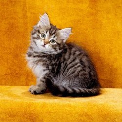 Siberian NOV Katya