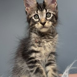 Maine Coon NOV Cookie