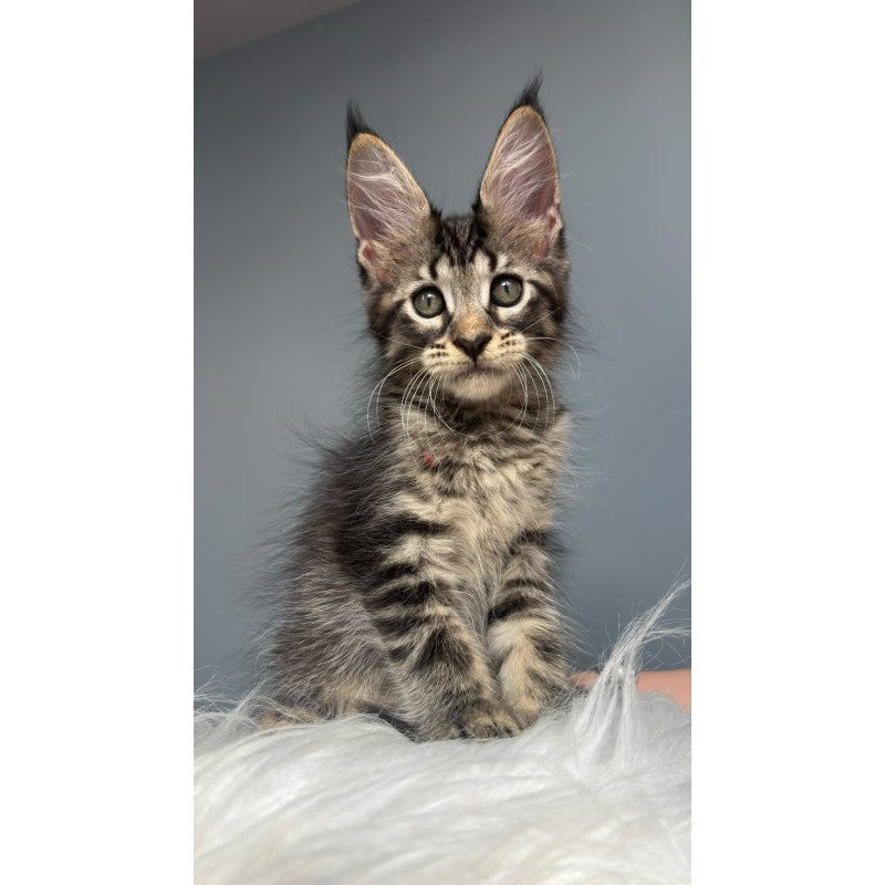 Maine Coon NOV Cookie