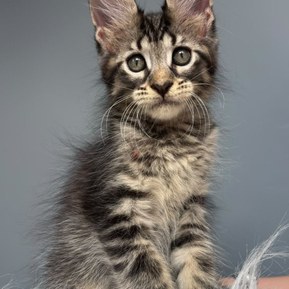 Maine Coon NOV Cookie