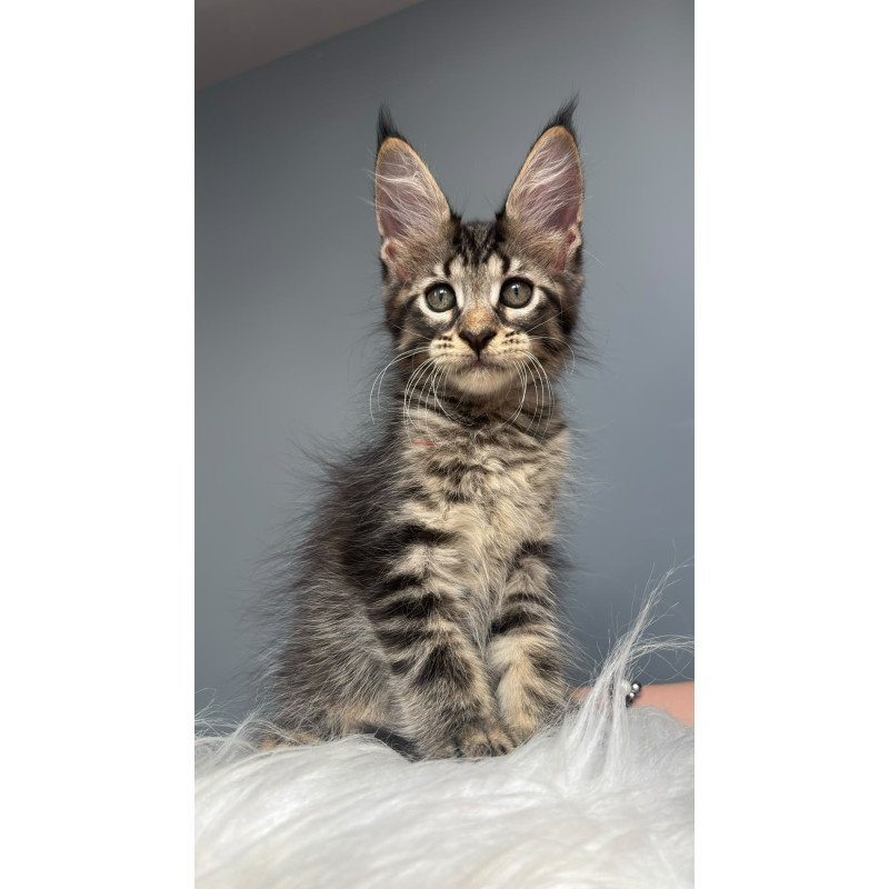 Maine Coon NOV Cookie