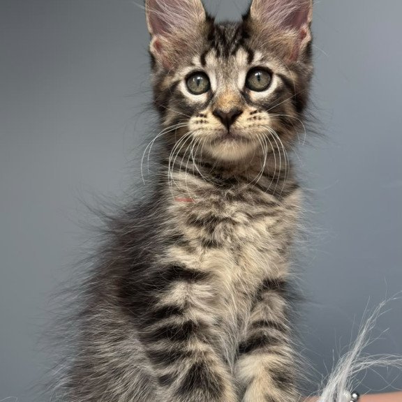 Maine Coon NOV Cookie
