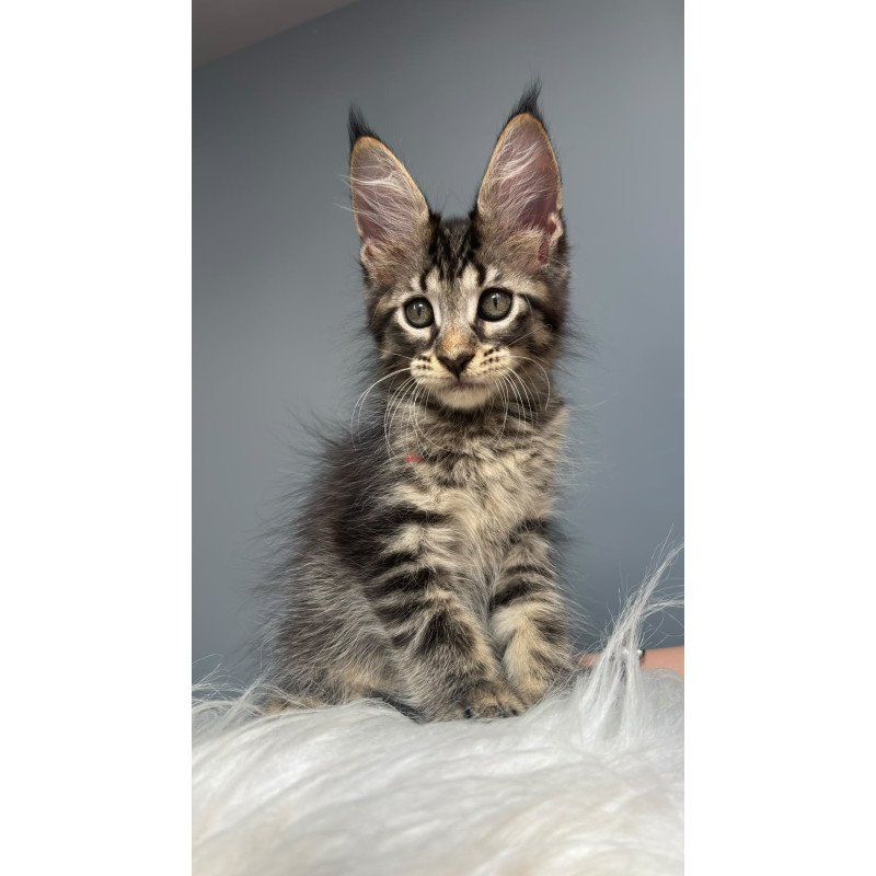 Maine Coon NOV Cookie