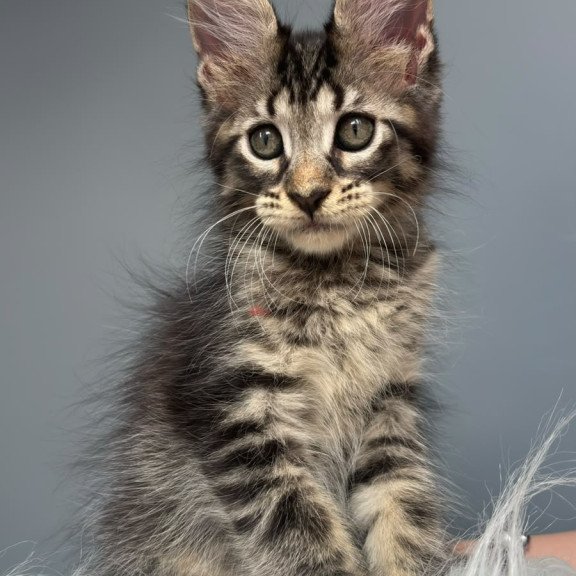 Maine Coon NOV Cookie