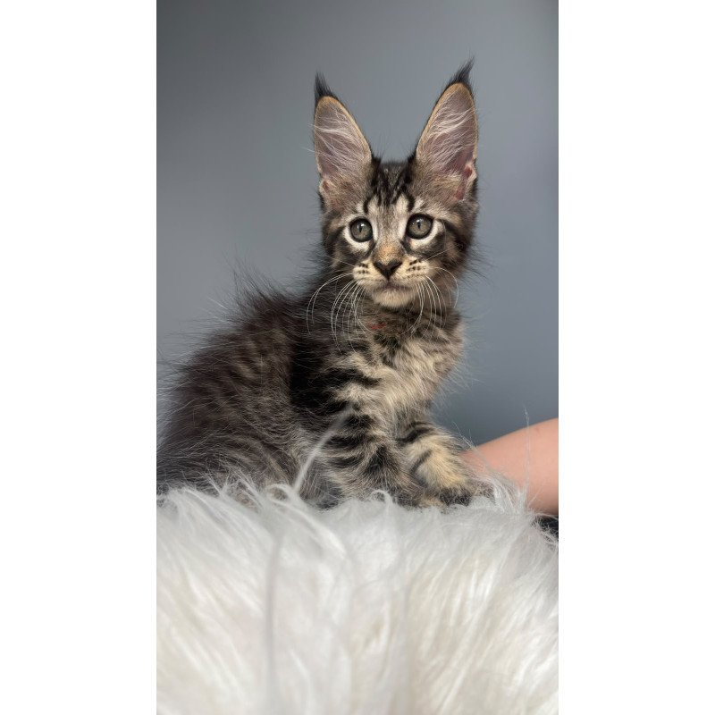 Maine Coon NOV Cookie