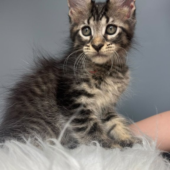 Maine Coon NOV Cookie