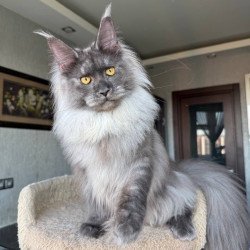Maine Coon AP Trini