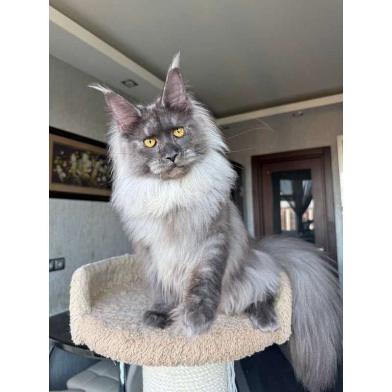 Maine Coon AP Trini
