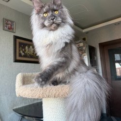 Maine Coon AP Trini