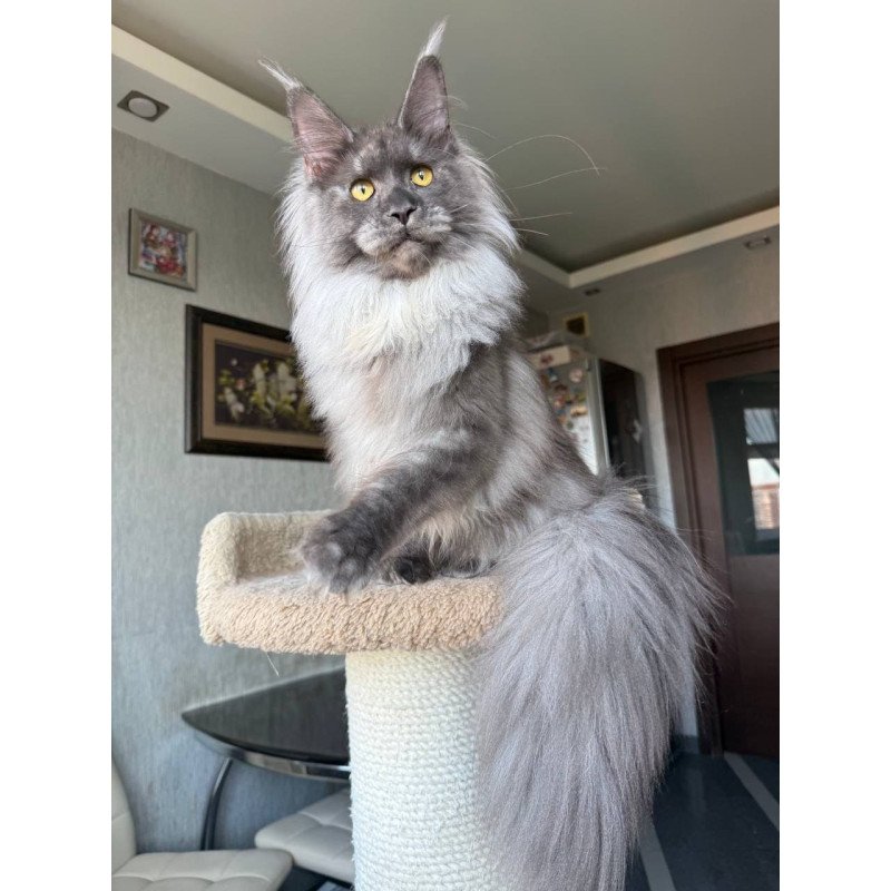 Maine Coon AP Trini
