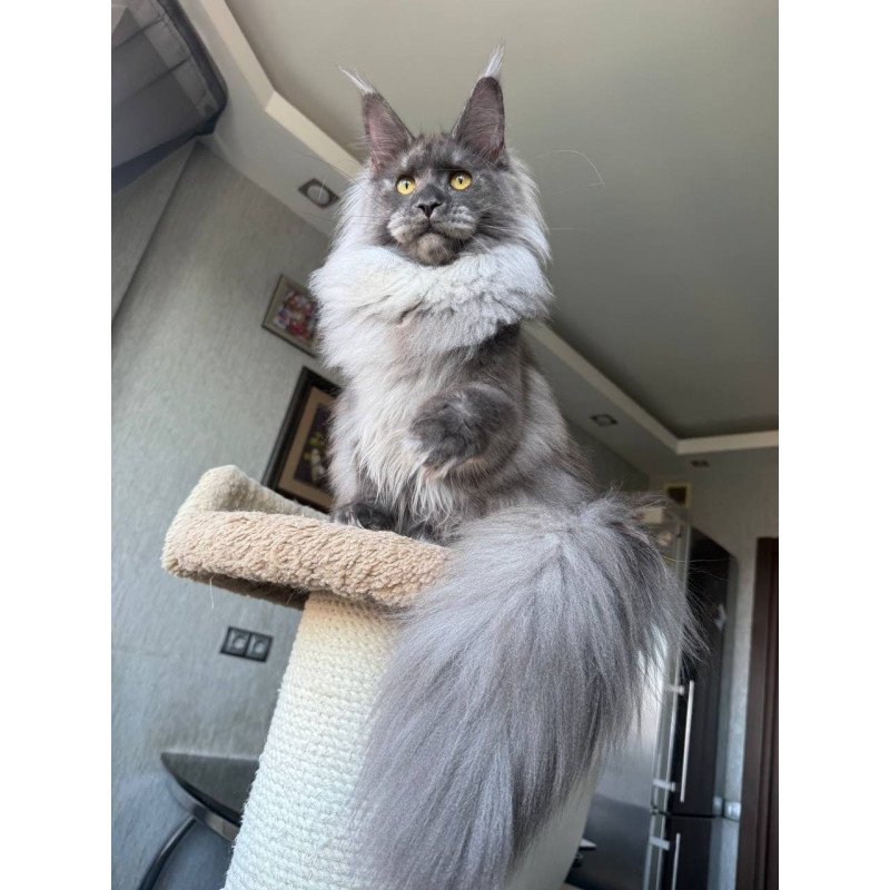 Maine Coon AP Trini