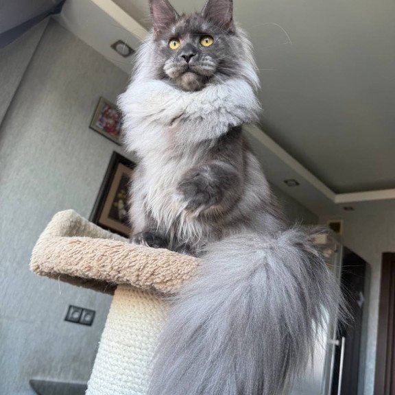Maine Coon AP Trini