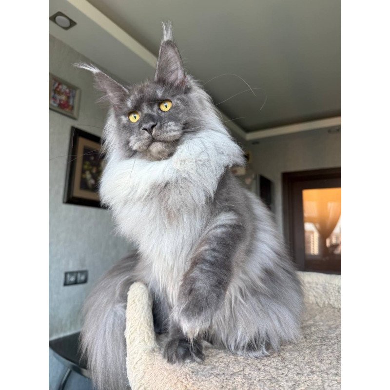 Maine Coon AP Trini