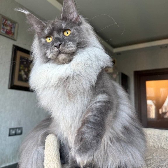 Maine Coon AP Trini