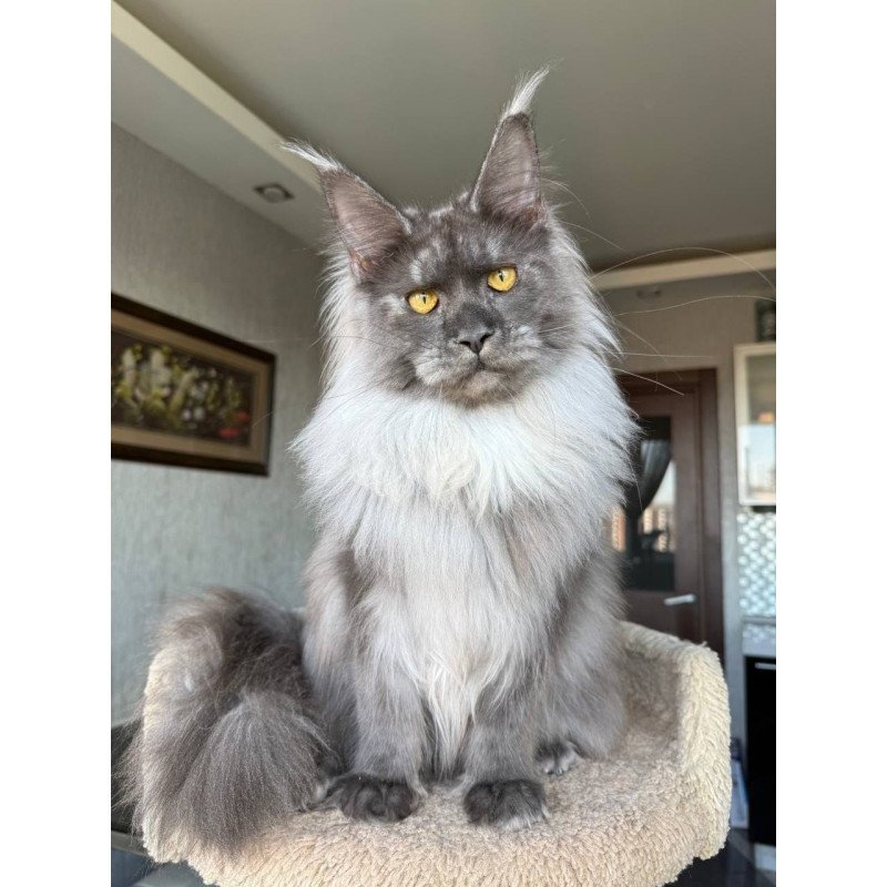 Maine Coon AP Trini