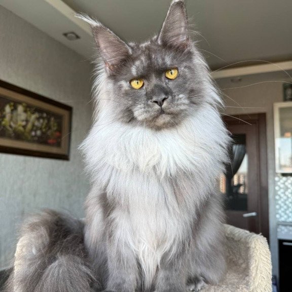Maine Coon AP Trini