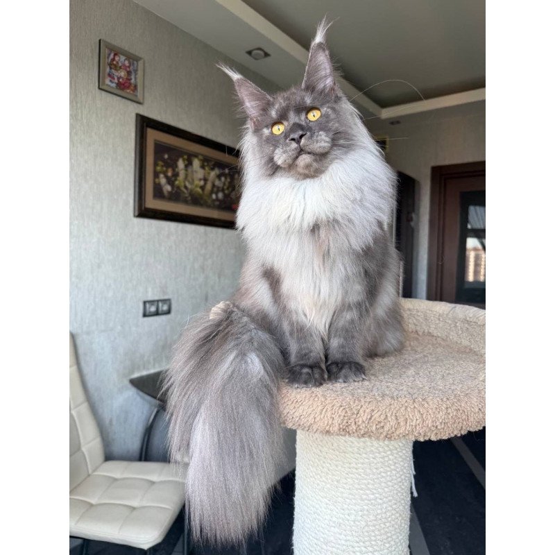 Maine Coon AP Trini