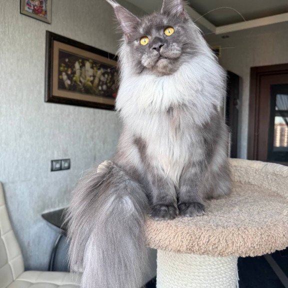 Maine Coon AP Trini