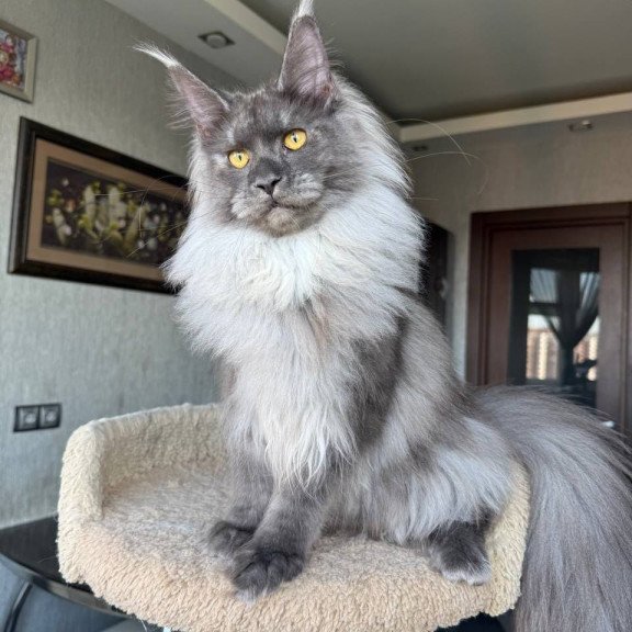 Maine Coon AP Trini