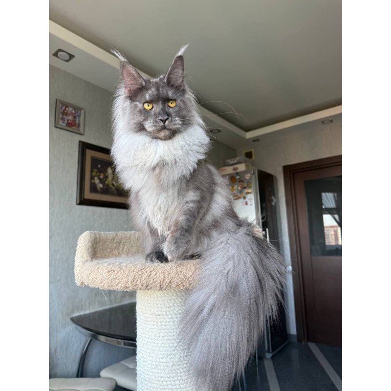 Maine Coon AP Trini