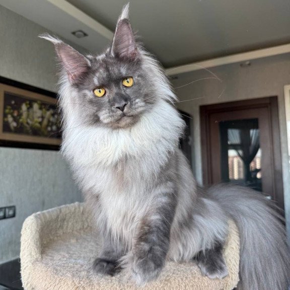 Maine Coon AP Trini