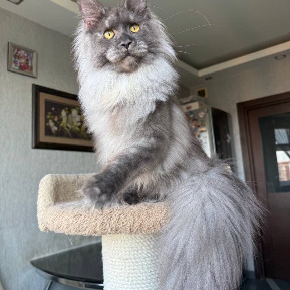 Maine Coon AP Trini