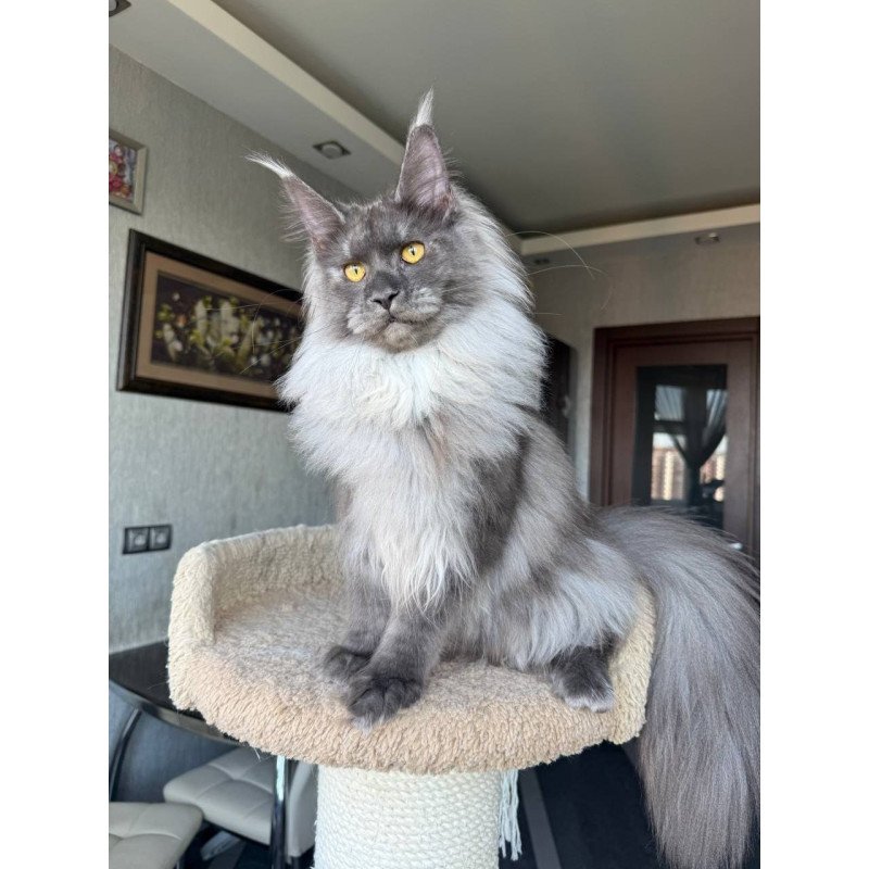 Maine Coon AP Trini