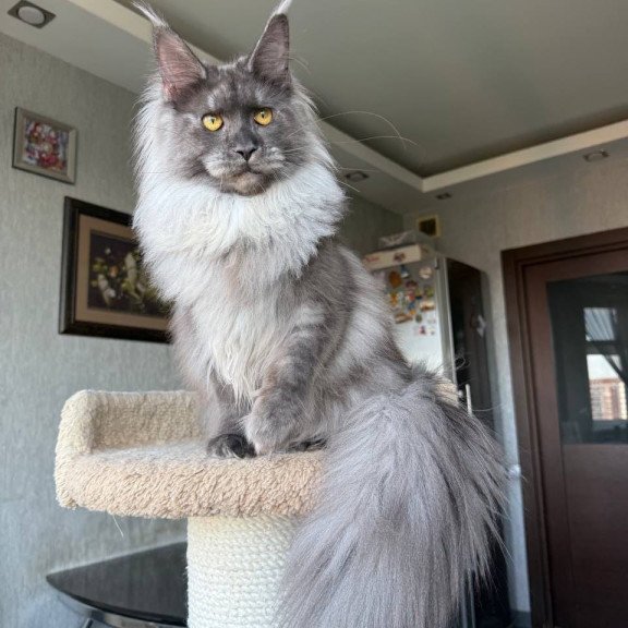 Maine Coon AP Trini