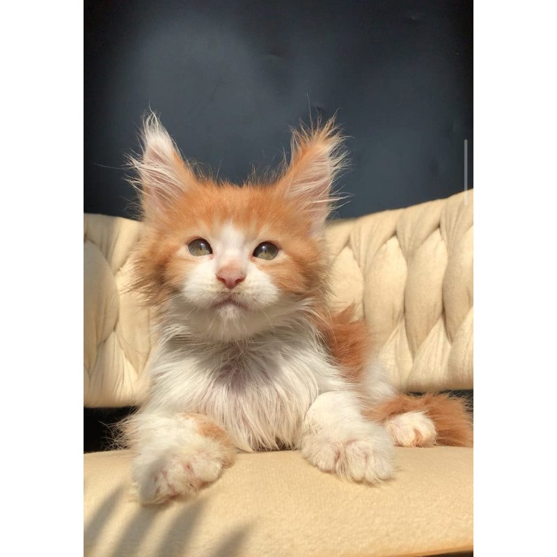 Maine Coon EZ Amos