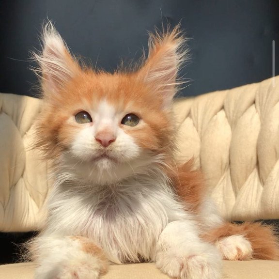 Maine Coon EZ Amos