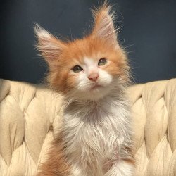 Maine Coon EZ Amos