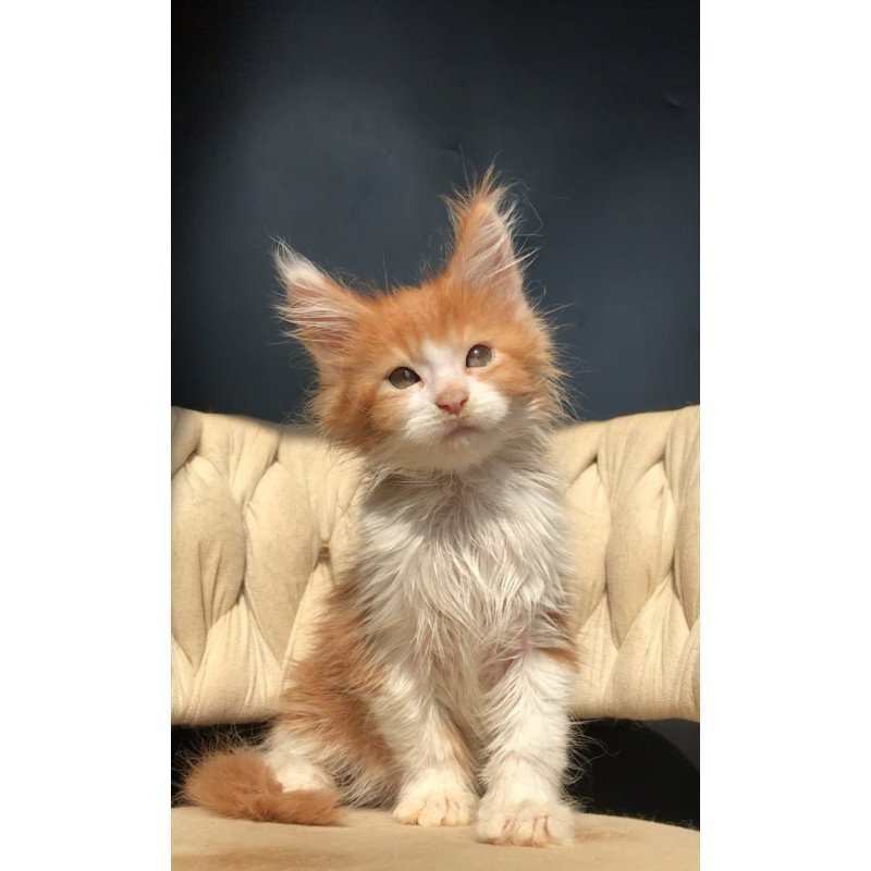 Maine Coon EZ Amos