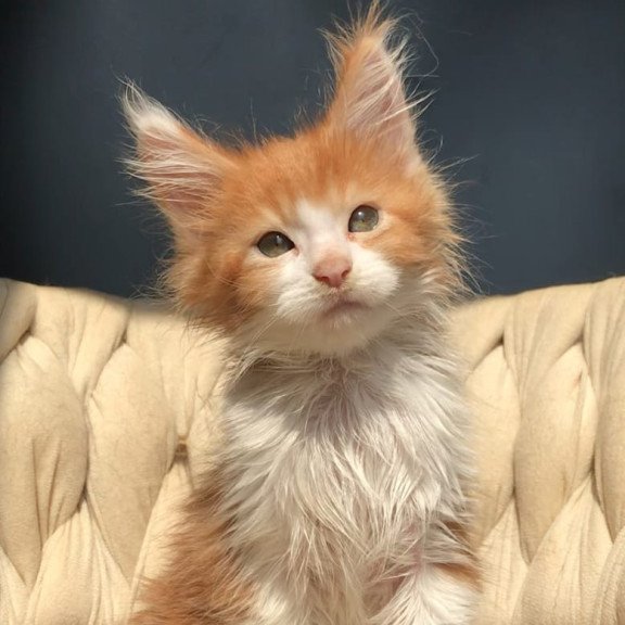 Maine Coon EZ Amos