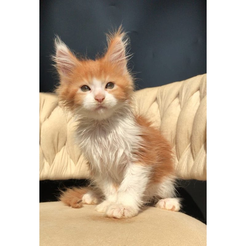 Maine Coon EZ Amos