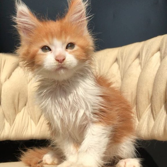 Maine Coon EZ Amos