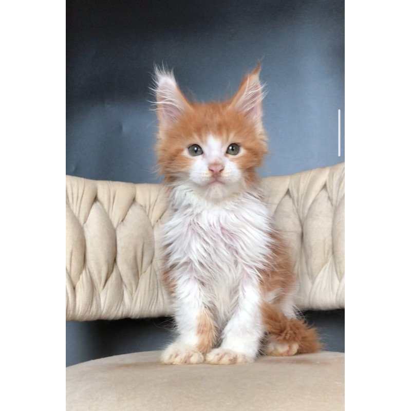 Maine Coon EZ Amos