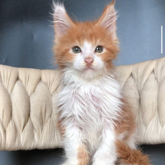 Maine Coon EZ Amos