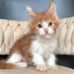 Maine Coon EZ Amos