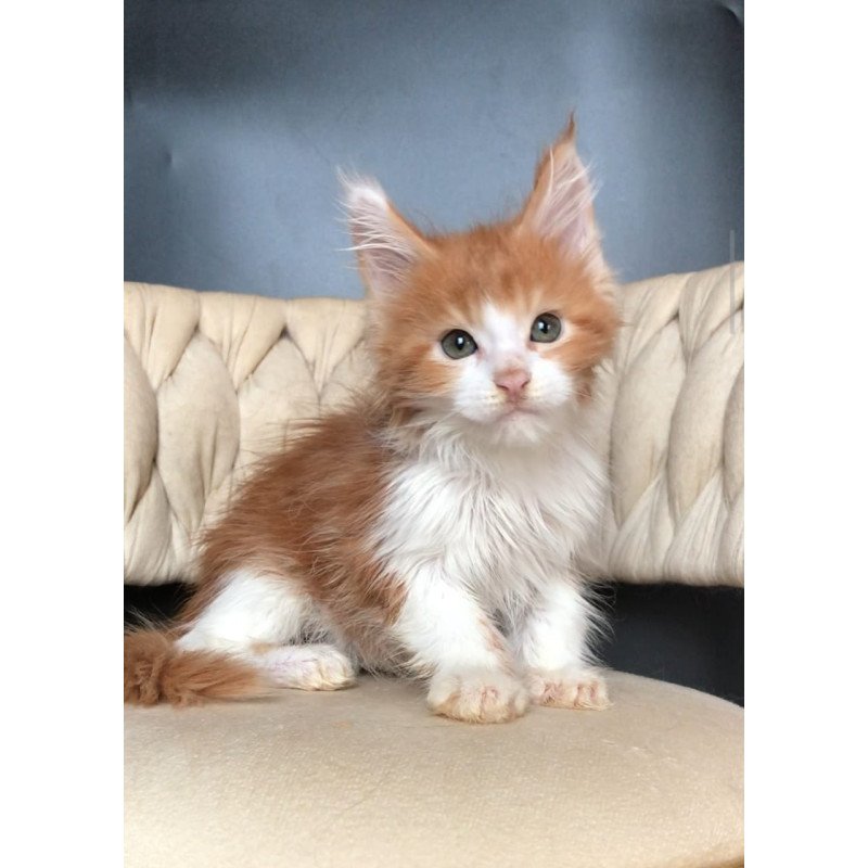 Maine Coon EZ Amos