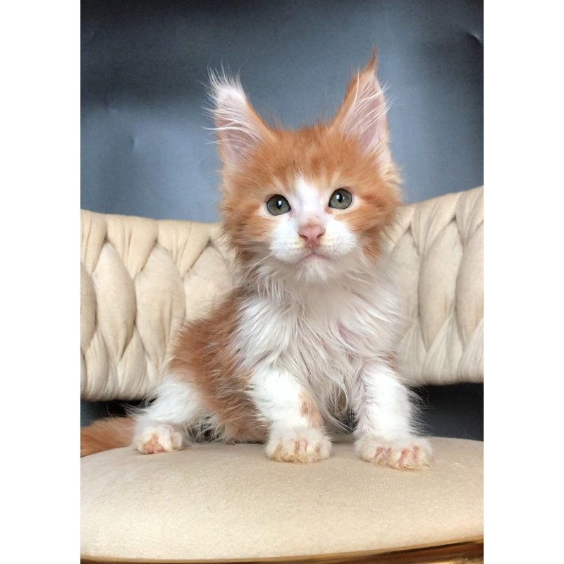 Maine Coon EZ Amos