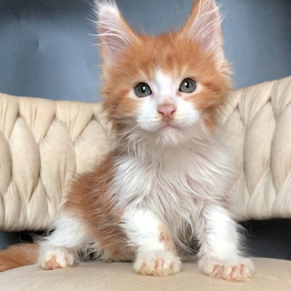 Maine Coon EZ Amos