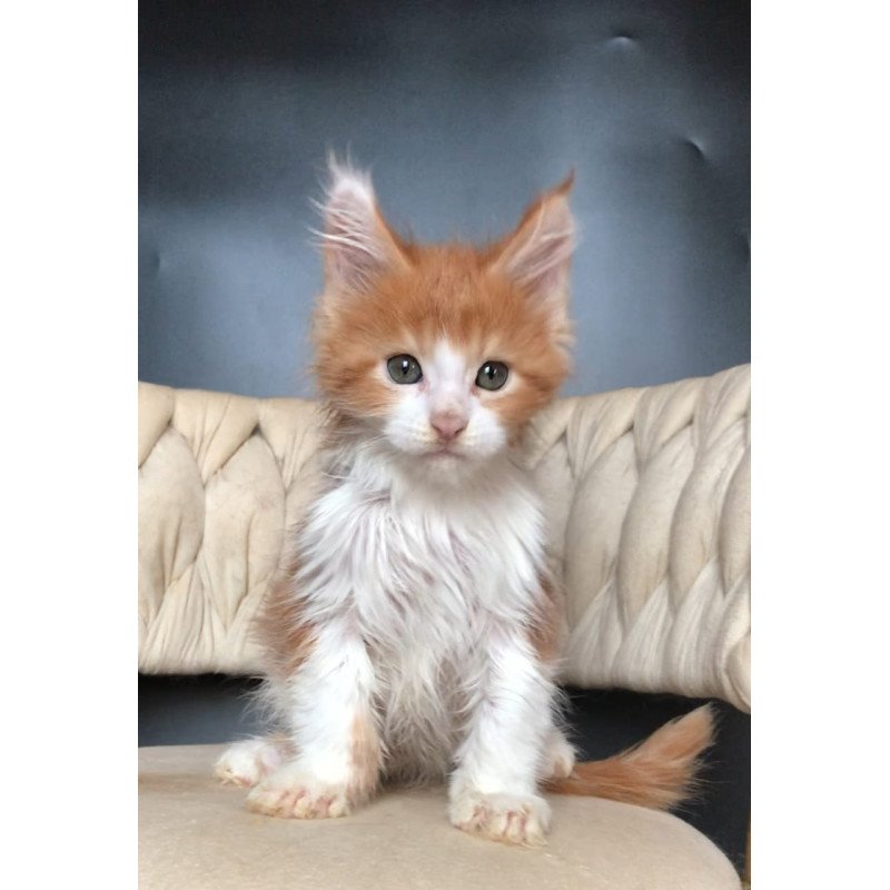 Maine Coon EZ Amos