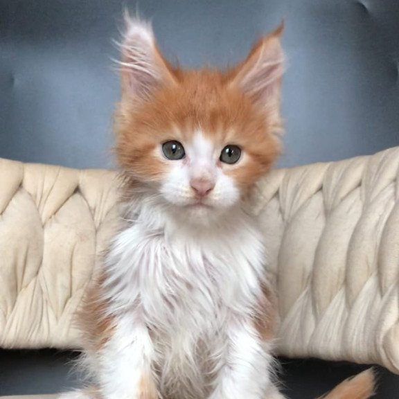 Maine Coon EZ Amos