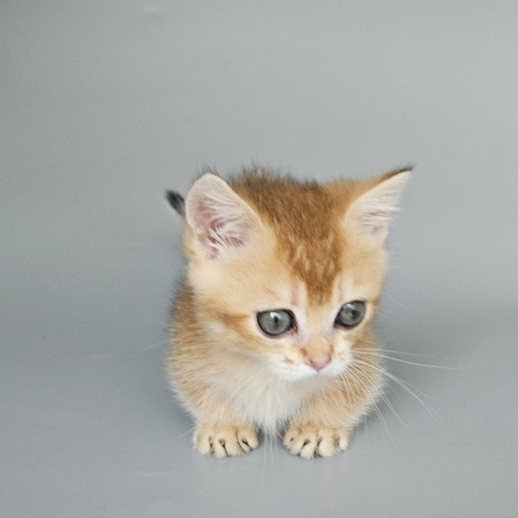 Munchkin EZ Bublik